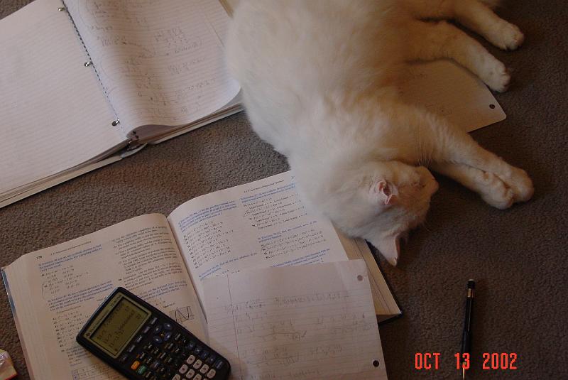 cat mathematician.JPG